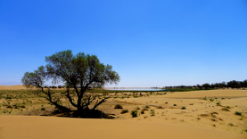 你種下的每1棵梭梭，都是牧民們的綠色希望